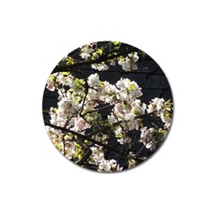 Blooming Japanese Cherry Flowers Magnet 3  (round) by picsaspassion