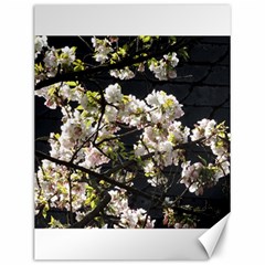 Blooming Japanese Cherry Flowers Canvas 12  X 16   by picsaspassion