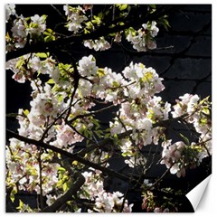 Blooming Japanese Cherry Flowers Canvas 20  X 20   by picsaspassion