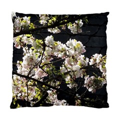 Blooming Japanese Cherry Flowers Standard Cushion Case (one Side) by picsaspassion