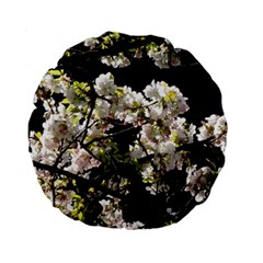 Blooming Japanese Cherry Flowers Standard 15  Premium Round Cushions by picsaspassion