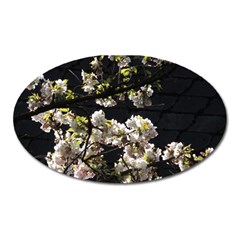 Japanese Cherry Flower Oval Magnet by picsaspassion