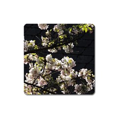 Japanese Cherry Flower Square Magnet by picsaspassion