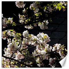 Japanese Cherry Flower Canvas 20  X 20   by picsaspassion