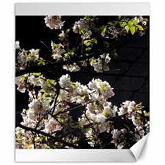 Japanese Cherry Flower Canvas 20  X 24  