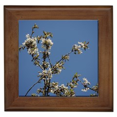 White Cherry Flowers And Blue Sky Framed Tiles by picsaspassion