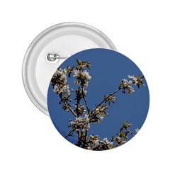 White Cherry Flowers And Blue Sky 2 25  Buttons by picsaspassion