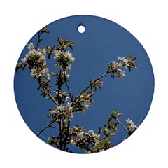 White Cherry Flowers And Blue Sky Ornament (round)  by picsaspassion