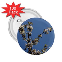 White Cherry Flowers And Blue Sky 2 25  Buttons (100 Pack)  by picsaspassion