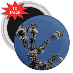 White Cherry Flowers And Blue Sky 3  Magnets (10 Pack) 