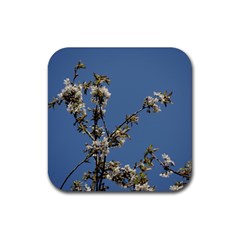 White Cherry Flowers And Blue Sky Rubber Coaster (square)  by picsaspassion