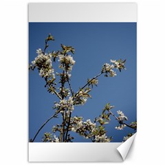 White Cherry Flowers And Blue Sky Canvas 12  X 18   by picsaspassion