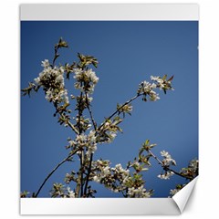 White Cherry Flowers And Blue Sky Canvas 20  X 24  