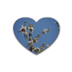 White Cherry Flowers And Blue Sky Rubber Coaster (heart)  by picsaspassion