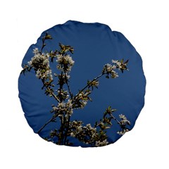 White Cherry Flowers And Blue Sky Standard 15  Premium Flano Round Cushions by picsaspassion