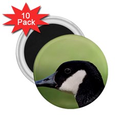 Goose Bird In Nature 2 25  Magnets (10 Pack)  by picsaspassion