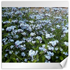 Blue Forget-me-not Flowers Canvas 20  X 20   by picsaspassion