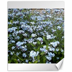 Blue Forget-me-not Flowers Canvas 11  X 14   by picsaspassion