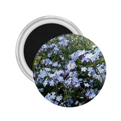 Little Blue Forget-me-not flowers 2.25  Magnets