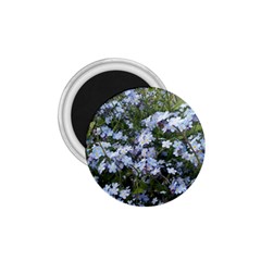 Little Blue Forget-me-not flowers 1.75  Magnets