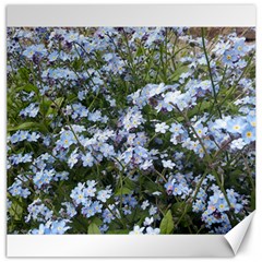 Little Blue Forget-me-not flowers Canvas 20  x 20  