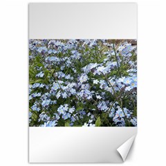 Little Blue Forget-me-not Flowers Canvas 20  X 30  