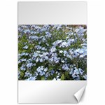 Little Blue Forget-me-not flowers Canvas 20  x 30   19.62 x28.9  Canvas - 1