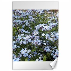 Little Blue Forget-me-not flowers Canvas 24  x 36 