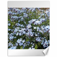 Little Blue Forget-me-not Flowers Canvas 36  X 48   by picsaspassion