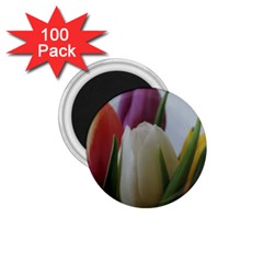 Colored By Tulips 1 75  Magnets (100 Pack) 