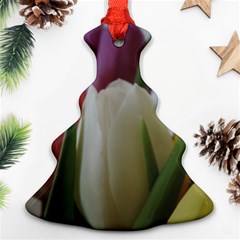 Colored By Tulips Ornament (christmas Tree) by picsaspassion