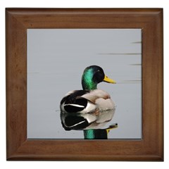 Swimming Duck Framed Tiles by picsaspassion