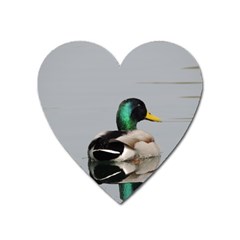 Swimming Duck Heart Magnet by picsaspassion