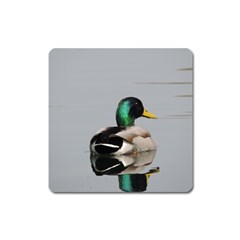 Swimming Duck Square Magnet