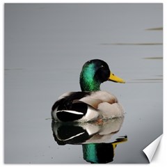 Swimming Duck Canvas 20  X 20   by picsaspassion