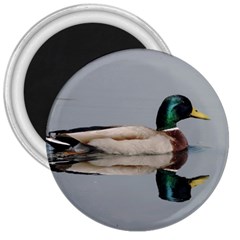 Wild Duck Swimming In Lake 3  Magnets