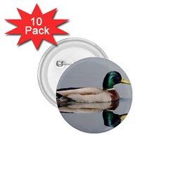 Wild Duck Swimming In Lake 1 75  Buttons (10 Pack) by picsaspassion