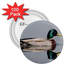 Wild Duck Swimming In Lake 2 25  Buttons (100 Pack)  by picsaspassion