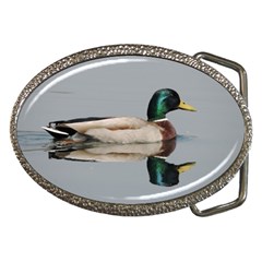 Wild Duck Swimming In Lake Belt Buckles