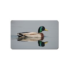 Wild Duck Swimming In Lake Magnet (name Card) by picsaspassion