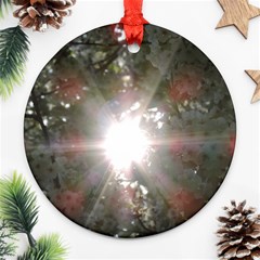 Sun Rays Through White Cherry Blossoms Ornament (round)  by picsaspassion