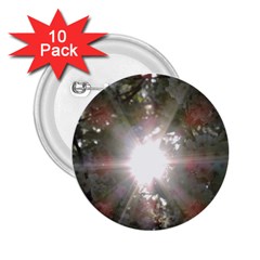 Sun Rays Through White Cherry Blossoms 2 25  Buttons (10 Pack) 