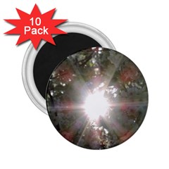 Sun Rays Through White Cherry Blossoms 2 25  Magnets (10 Pack) 