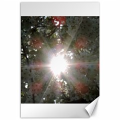 Sun Rays Through White Cherry Blossoms Canvas 12  X 18   by picsaspassion