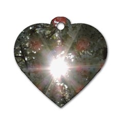 Sun Rays Through White Cherry Blossoms Dog Tag Heart (one Side) by picsaspassion