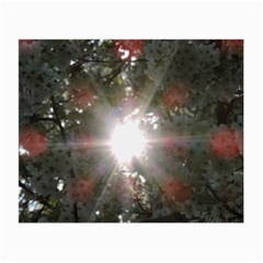 Sun Rays Through White Cherry Blossoms Small Glasses Cloth (2-side)