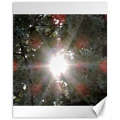 Sun Rays Through White Cherry Blossoms Canvas 11  X 14   by picsaspassion