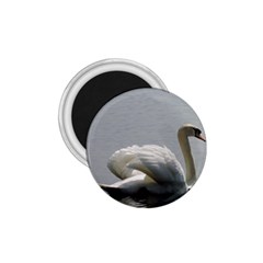 Swimming White Swan 1 75  Magnets