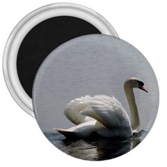 Swimming White Swan 3  Magnets