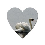 Swimming white Swan Heart Magnet Front